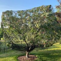 Filet anti-oiseaux personnalisé le plus vendu, résistant au vent, écran d'ombrage pour vergers, vignobles, fermes, couverture de plantes fruitières et légumes