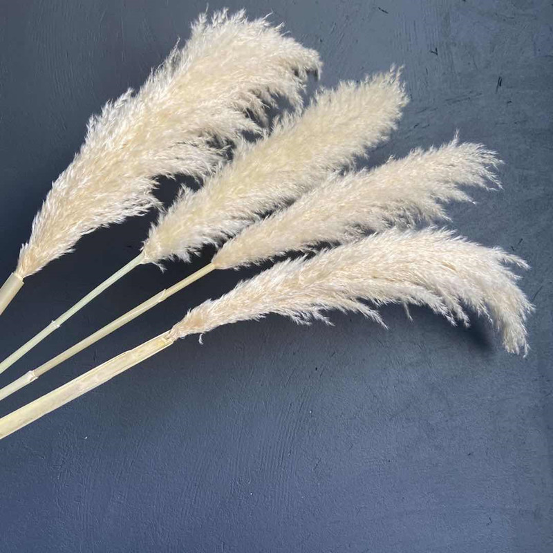 Оптовая продажа, сохраненные цветы, Натуральные Сушеные пампасы, трава для праздников