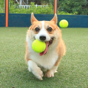 小型犬用の2インチ犬トレーニングテニスボールを遊ぶペット用ミニテニスボール - Product Image 4