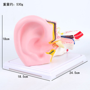 Modèle d'agrandissement de l'anatomie de l'oreille J33212 - Modèle de morphologie et de structure de l'oreille - Équipement expérimental pour les collèges et les lycées - Product Image 1
