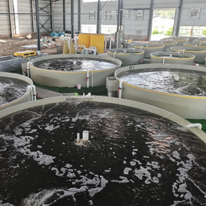 Thiết bị nuôi trồng thủy sản trong nhà cho trang trại cá Tilapia RAS bao gồm bộ lọc trống, bộ lọc bọt, đèn UV - Product Image 3