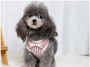 Venta al por mayor logotipo personalizado multi-colores ajustable gato perro Arnés con correa - Product Image 6