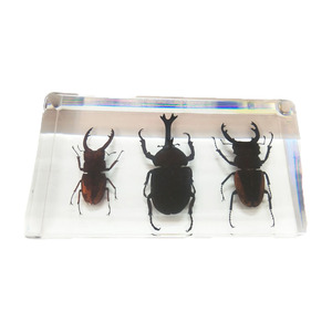 Esin-pisapapeles de cristal para <span class=keywords><strong>insectos</strong></span>, espécimen ámbar animal - Product Image 2