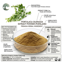 Échantillon Gratuit Prix de Gros en Vrac Extrait Végétal Emballé Sous Vide de Qualité Alimentaire Extrait de Purslane en Poudre Antioxydant par Extraction par Solvant