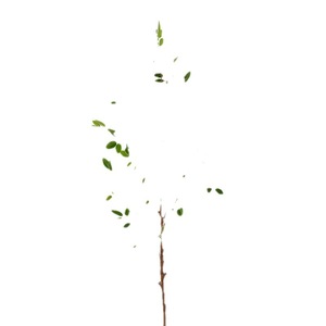 Branches artificielles de ficus, fleurs séchées en plastique, décoration de mariage et de maison, haute simulation, format cylindrique - Product Image 5