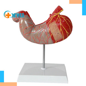 Mô hình giải phẫu dạ dày mở rộng cơ thể con người cơ quan nội tạng cấu trúc dạ dày công cụ giảng dạy hệ thống tiêu hóa để trình diễn - Product Image 1