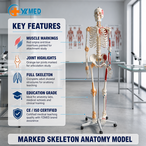 Adult Human Medical <strong>Skeleton</strong> 180cm Human <strong>Skeleton</strong> with <strong>Half</strong> Body Muscle Start and End Points and Ligament Marking Numbers CE/ISO - Product Image 1