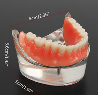 Modèle dentaire de haute qualité et au meilleur prix, vente directe d'usine, pour Colgate CE/ISO