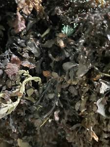 Gedroogd Zeewier/Zeewier <span class=keywords><strong>Sargassum</strong></span> 100% Natuurlijk Van Leverancier - Product Image 5
