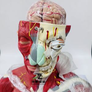 Ciencia médica enseñanza <span class=keywords><strong>Cabeza</strong></span> <span class=keywords><strong>y</strong></span> <span class=keywords><strong>Cuello</strong></span> nervio vascular con cerebro modelo 19 piezas - Product Image 6