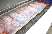 Commerciële Automatische Fruit-En Groenteborstel En Wasverwerkingsproductielijn