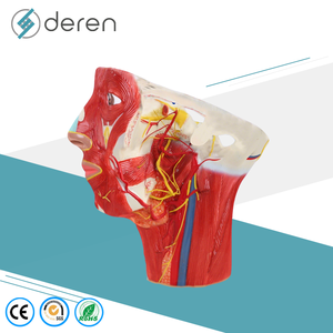 Modelo de Agrandamiento de Arterias y Venas de la Cabeza Humana, Herramienta de Enseñanza Anatómica Médica para la Ciencia de los Meridianos de la Cabeza - Product Image 4
