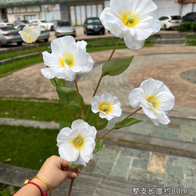 6Head Pansy special offer  White