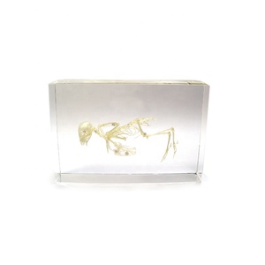 Bird <span class=keywords><strong>Skeleton</strong></span> Mẫu Cho Dụng Cụ Giảng Dạy - Product Image 1