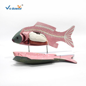 Modèle d'anatomie du poisson, modèle d'anatomie des organes internes, modèle pédagogique biologique détachable - Product Image 1