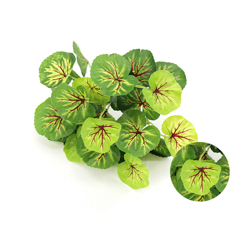 Red-Heart Begonia Leaf