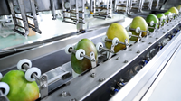 Volledig automatische schilmachine met lage pulpverlies, energiebesparend, voor mango, sinaasappel en aardappel, geschikt voor fruitverwerkingsbedrijven.