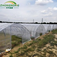 Invernadero Tipo Túnel de Gran Tamaño y Bajo Costo, Personalizable, con Lámina Arqueada de PE para Cultivo Continuo de Frutas y Verduras