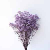 Bunga Gypsophila Kering Alami Ramah Lingkungan, Pewarnaan Ramah Lingkungan Langsung dari Pabrik, Untuk Dekorasi Pernikahan, Harga Grosir