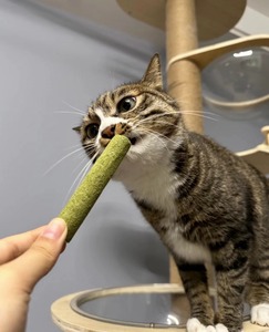 Friandises en bâtonnets de poulet et d'herbe à <span class=keywords><strong>chat</strong></span> lyophilisées bio en gros, faibles en gras, <span class=keywords><strong>pour</strong></span> la santé digestive, infusées à la catnip, <span class=keywords><strong>pour</strong></span> l'entraînement des chats - Product Image 2