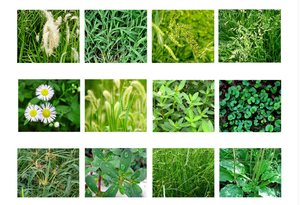 Bensulfuron-metil 30% WP, Pesticida <span class=keywords><strong>para</strong></span> Arrozales, <span class=keywords><strong>Herbicida</strong></span> Sistémico Anual <span class=keywords><strong>para</strong></span> Hojas Anchas y <span class=keywords><strong>Hierbas</strong></span> Danosas - Product Image 3