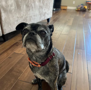 <span class=keywords><strong>Collar</strong></span> de Perro Ajustable de Nailon Suave Personalizado y Económico, <span class=keywords><strong>Collar</strong></span> de Perro de Nailon y Poliéster de <span class=keywords><strong>1</strong></span> Pulgada - Product Image 4