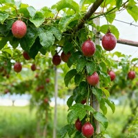 RTY Passievruchtzaden Hoge Kiembaarheid Premium Hybride Bulk Groothandel Fruitzaden Wereldwijde Export Aanvoer