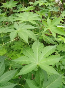 달콤한 차 Malus Hupehensis Rehd 수국 아스페라 돈 추출물 20%-80% 루부소사이드 분말 HPLC 64849-39-4 제조사 - Product Image 3