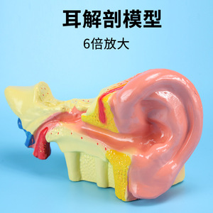 Modelo de anatomía del oído (ampliación 6x) J33212 Equipo para experimentos biológicos Instrumentos de enseñanza para escuelas secundarias - Product Image 4