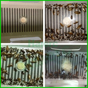 घर की रसोई, बाथरूम और गैरेज के लिए कीट पेशेवरों द्वारा उपयोग किए जाने वाले गोंद के साथ 10 pk कॉकरोच हत्यारा जाल जाल जाल - Product Image 3