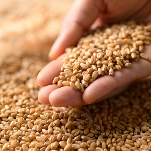 Grano de Trigo 100% Natural Premium para Consumo Humano, Grado Alimenticio, Proveedor a Granel para Procesamiento de Alimentos, Harina, 24 Meses - Product Image 1