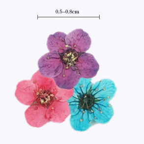 ดอกพลัมแห้งแท้หลากสีสำหรับตกแต่งเล็บและงานเรซิ่น - Product Image 4