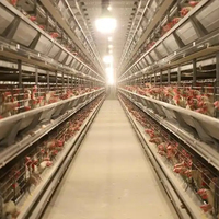 Solution clé en main de haute performance pour l'élevage avicole, planification complète de la construction pour les fermes de poulets à grande échelle