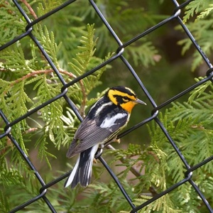 1 inch 9 ga 5 chân kim loại nhỏ Chuỗi liên kết hàng rào Trung Quốc 6 máy đo 4 ft đen bóng rổ lốc xoáy dây lưới Mini Chuỗi liên kết hàng rào - Product Image 2