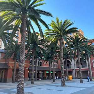 Grosir pohon palem buatan khusus Kanada pohon palem buatan Washington dengan daun plastik untuk luar ruangan - Product Image 2