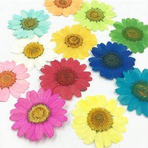 <span class=keywords><strong>Fiori</strong></span> <span class=keywords><strong>di</strong></span> Crisantemo Naturale Bianco T308 <span class=keywords><strong>Fiori</strong></span> Pressati per Gioielli in Resina Collane Bigiotteria Anelli Confezione Sottovuoto - Product Image 1