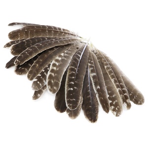 Plumes <span class=keywords><strong>d</strong></span>'ailes de dinde sauvage naturelles de 25-30 cm en gros pour l'artisanat DIY, coiffures indiennes, <span class=keywords><strong>d</strong></span>écorations <span class=keywords><strong>d</strong></span>'ailes <span class=keywords><strong>d</strong></span>'ange - Product Image 4