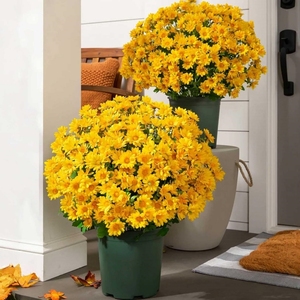 5 Bundle Look Real Full Vibrant Waterproof Artificial Outdoor <strong>Sunset</strong> Mums <strong>Flowers</strong> , Artificial <strong>Flower</strong> Fall <strong>Flower</strong> Daisy - Product Image 1