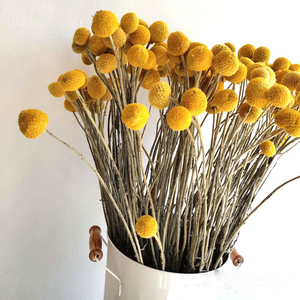 Idea Prodotto 2026: Fiori e Piante Secche Craspedia Golden Ball Billy Balls per Decorazioni Matrimoniali - Product Image 4
