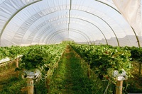 Grande serre tunnel à toit gothique à simple travée, structure en acier galvanisé de haute qualité, film PE protégé contre les UV pour culture commerciale
