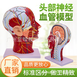 Modèle de distribution des nerfs superficiels et des vaisseaux sanguins dans la tête ; muscles de la tête humaine ; structure anatomique et vasculaire - Product Image 1