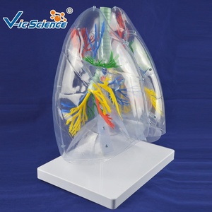 Modelo Anatómico Médico, Modelo de Anatomía Pulmonar, Modelo Educativo de Ciencias Médicas - Product Image 3