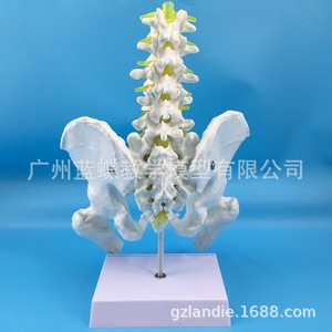 Modèle de ceinture pelvienne naturelle, de cinq vertèbres lombaires, de fémur, d'appendice osseux masculin, de cinq vertèbres lombaires et de disque intervertébral - Product Image 3