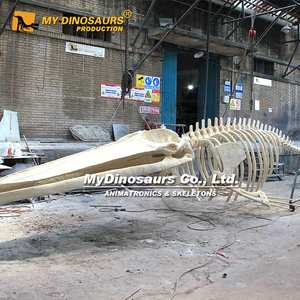 MyDino Squelette de baleine suspendu pour exposition - Product Image 5