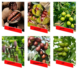 Nuevo Recolector Manual de Aceitunas de Alta Calidad y Alta Productividad con Rodamiento, Mini Cosechador Tipo <span class=keywords><strong>Paraguas</strong></span> para Uso Agrícola - Product Image 6