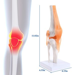 Levensgroot menselijk kniegewrichtsmodel, plastic kniegewrichtsmodel, anatomisch <span class=keywords><strong>PVC</strong></span>-<span class=keywords><strong>model</strong></span> voor demonstraties, OEM-aanpassing - Product Image 5