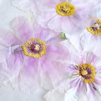Bunga Peony Phoenix Putih yang Dipres