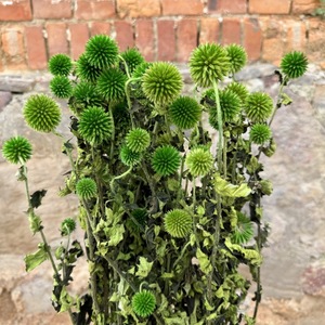 Flores Secas de Cardo Azul, Tallos de <span class=keywords><strong>Echinops</strong></span> a Granel, Cardo Azul Eterno, Rellenos de Flores Secas para Centros de Mesa de Boda - Product Image 6