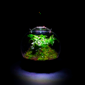 Шарик для выращивания растений - Product Image 3