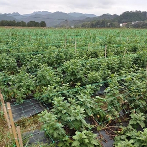 <span class=keywords><strong>Treillis</strong></span> en plastique Support <span class=keywords><strong>Plante</strong></span> Escalade Filet Légumes Support Filet Jardin Maille <span class=keywords><strong>Treillis</strong></span> Rouleau - Product Image 5